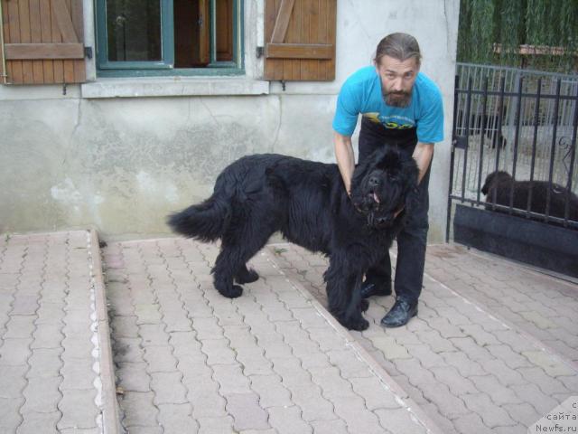 Фото: ньюфаундленд Tiny Toons de L'Etoile de Cyrice, Александр Жаков