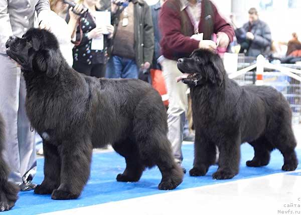 Фото: ньюфаундленд Fairweathers Italien Style