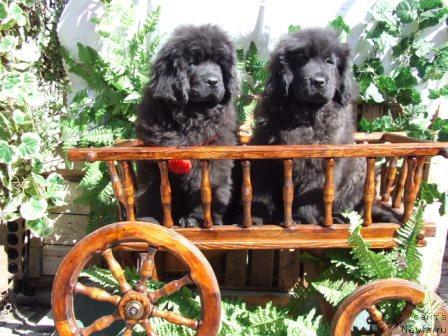 Фото: ньюфаундленд Валькирия Калипса