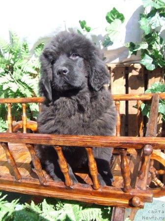 Фото: ньюфаундленд Валькирия Калипса