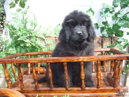 Фото: ньюфаундленд Валькирия Калипса