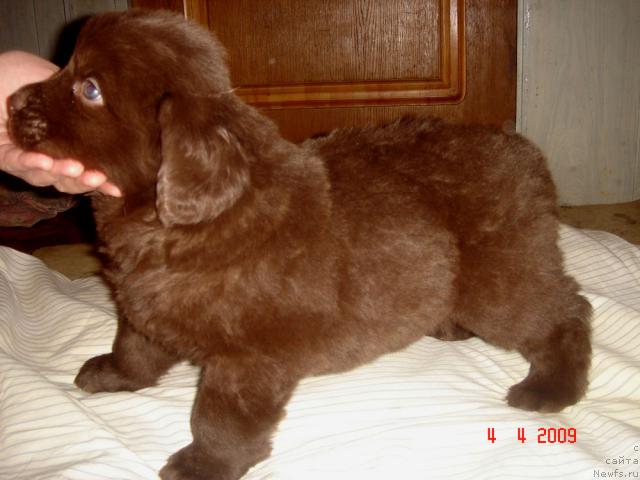 Фото: ньюфаундленд Супер Премиум Бест Бэлжен Ригардс (Super Premium Best Belzhen Regards)