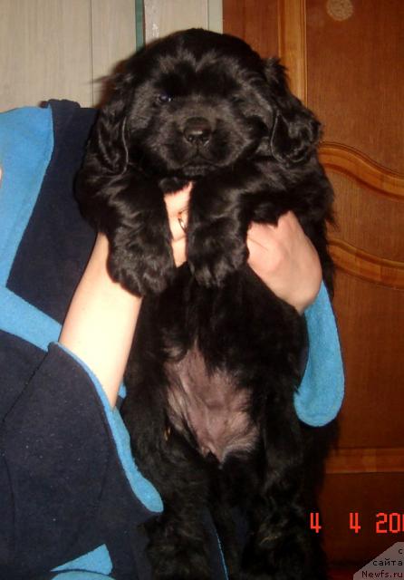 Фото: ньюфаундленд Супер Премиум Бест Бэлжен Ригардс (Super Premium Best Belzhen Regards)