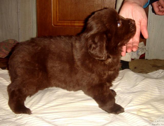 Фото: ньюфаундленд Супер Премиум Бест Бэлжен Ригардс (Super Premium Best Belzhen Regards)