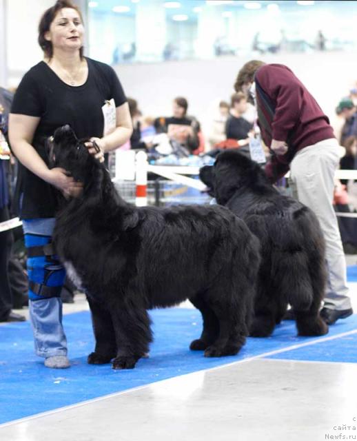 Фото: ньюфаундленд Плюшевая Панда Алекс Шоу (Plushevaya Panda Alex Show)