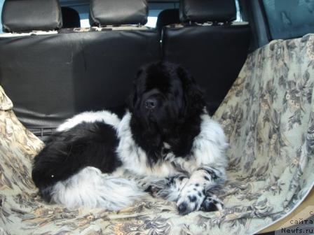 Фото: ньюфаундленд Плюшевая Панда Диланд (Plushevaya Panda Diland)