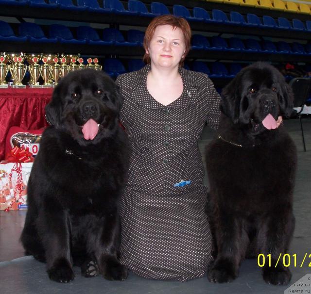 Фото: ньюфаундленд Акванавт из Тихого Омута (Akvanavt iz Tihogo Omuta), Татьяна Абутова, ньюфаундленд Акватория Келвин Звездная Королева (Aquatoriya Kelvin Zvezdnaya Koroleva)