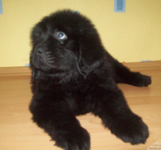 Фото: ньюфаундленд Любимый Ловелас