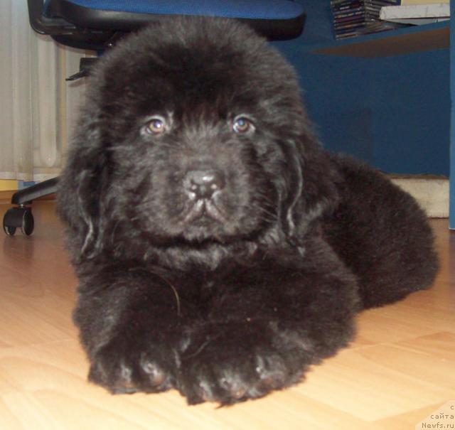 Фото: ньюфаундленд Любимый Ловелас