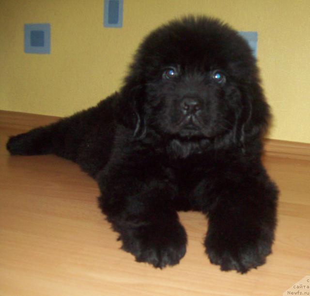 Фото: ньюфаундленд Любимый Ловелас