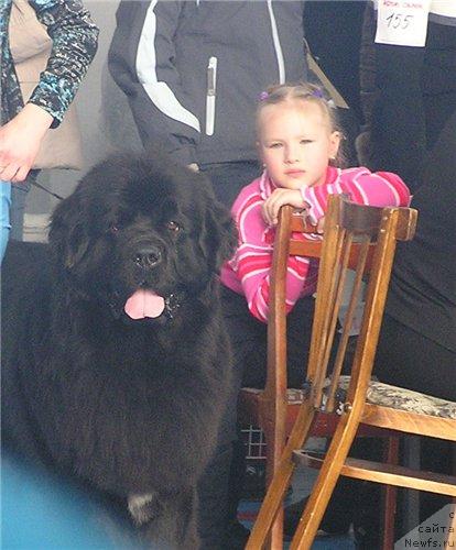 Фото: ньюфаундленд Плюшевая Панда Искрящийся Калипсо (Plushevaya Panda Iskryaschiysya Calipso)