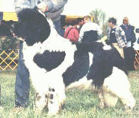 Фото: ньюфаундленд Sun Valleys Solitaire