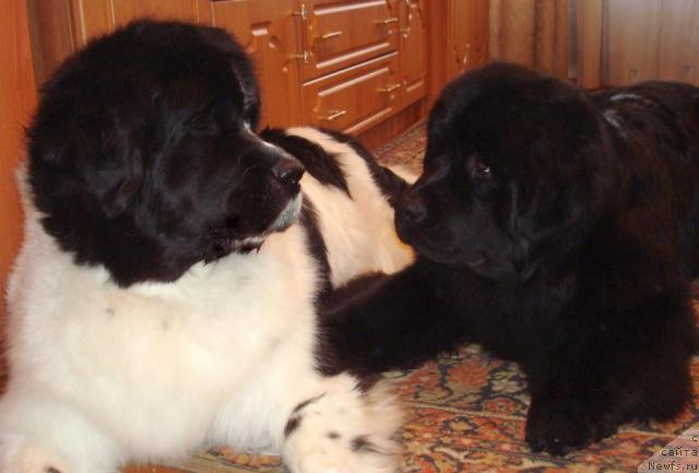 Фото: ньюфаундленд Маг Исполин Инфанта (Mag Ispolin Infanta), ньюфаундленд King of Helluland Good Friend