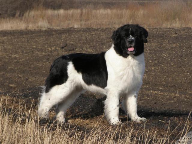 Фото: ньюфаундленд Маг Исполин Инфанта (Mag Ispolin Infanta)