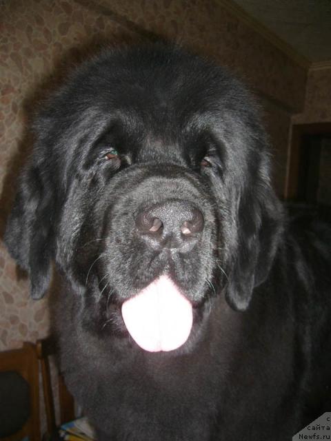 Фото: ньюфаундленд Супер Бизон Анталия