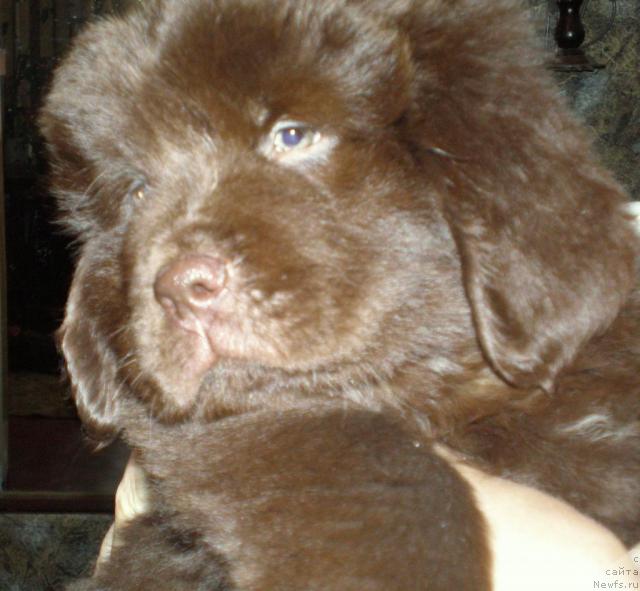 Фото: ньюфаундленд Кокетка от Чаннел из Медвежьего Яра