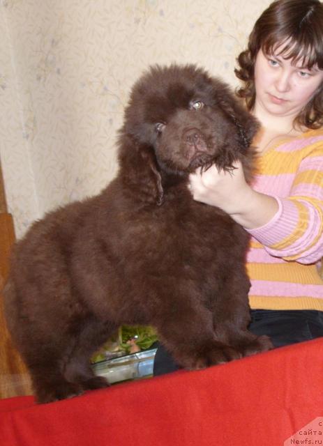 Фото: ньюфаундленд Командор из Медвежьего Яра