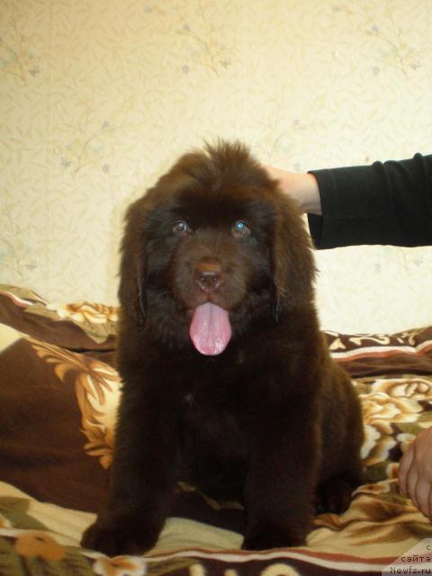 Фото: ньюфаундленд Кокетка от Чаннел из Медвежьего Яра