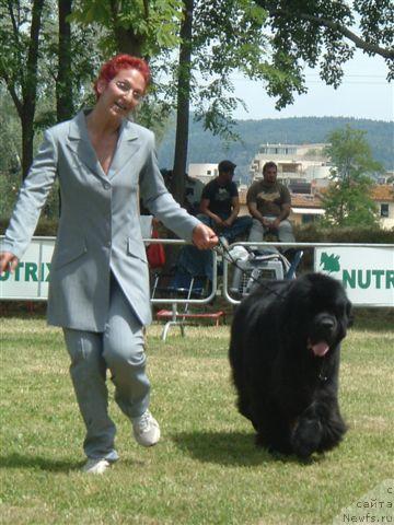 Фото: ньюфаундленд I Will Always Love You