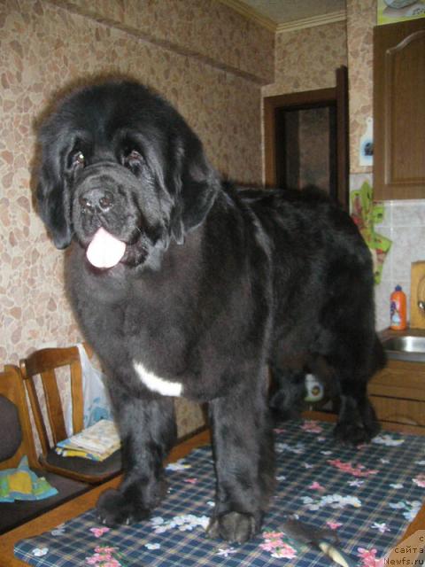 Фото: ньюфаундленд Супер Бизон Анталия