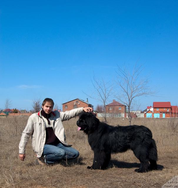 Фото: ньюфаундленд Супер Премиум Вашингтон, Максим Канунников