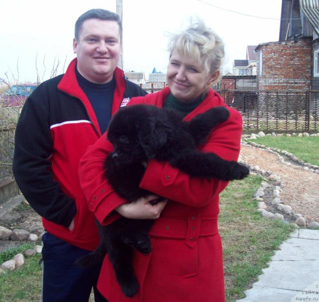 Фото: ньюфаундленд Любимый Ловелас, Анатолий, Татьяна Богдан