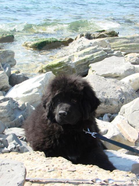 Фото: ньюфаундленд Арчибальд