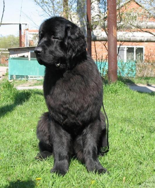 Фото: ньюфаундленд Акватория Келвин Заветная Мечта (Aquatoriya Kelvin Zavetnaya Mechta)