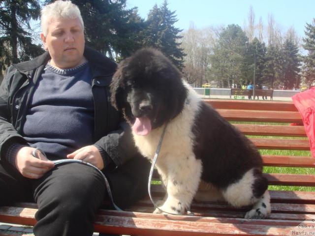 Фото: ньюфаундленд Находка Для Души с Берега Дона (Nahodka Dlya Dushi s Berega Dona)