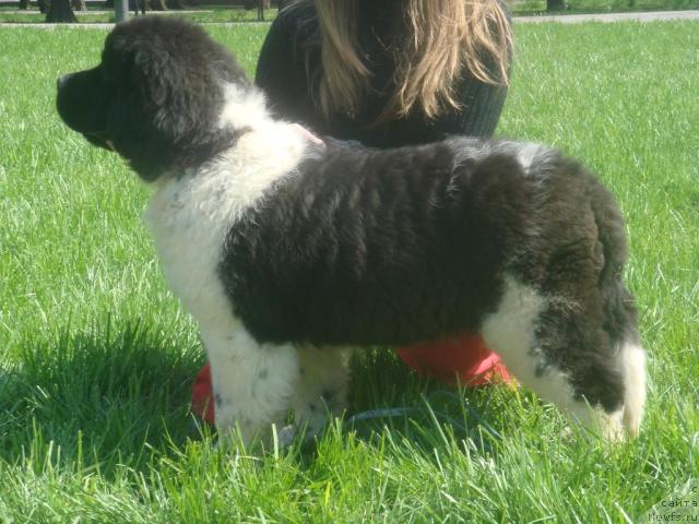 Фото: ньюфаундленд Находка Для Души с Берега Дона (Nahodka Dlya Dushi s Berega Dona)