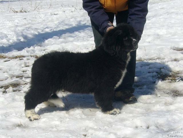 Фотография № 25944