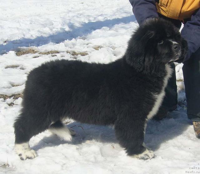 Фото: ньюфаундленд Супер Бизон Гера