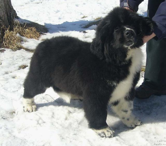 Фото: ньюфаундленд Супер Бизон Гера