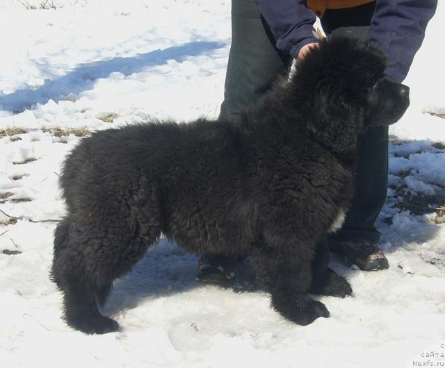 Фото: ньюфаундленд Супер Бизон Грегори Грег