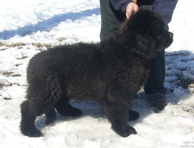 Фото: ньюфаундленд Супер Бизон Грегори Грег