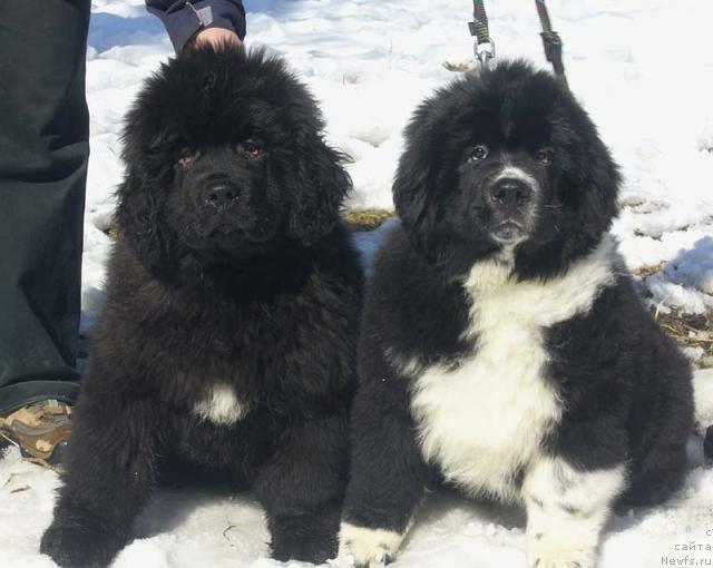 Фото: ньюфаундленд Супер Бизон Грегори Грег, ньюфаундленд Супер Бизон Гера