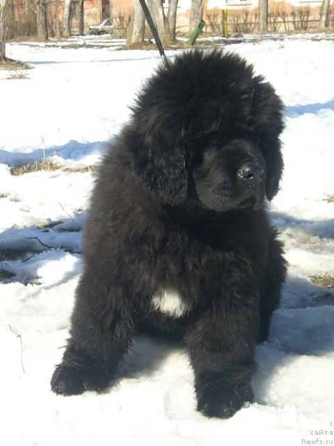 Фото: ньюфаундленд Супер Бизон Грегори Грег