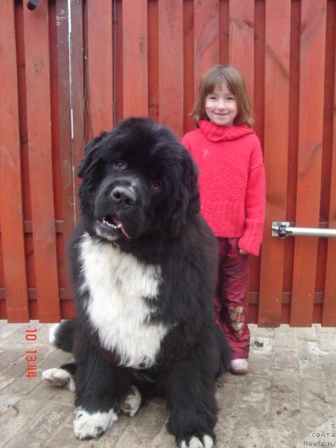 Фото: ньюфаундленд Питерньюф Жгучий Поцелуй (Piternyuf Zhguchiy Potseluy)