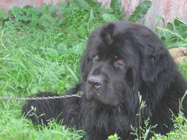 Фото: ньюфаундленд Арабелла Дочь Вивата