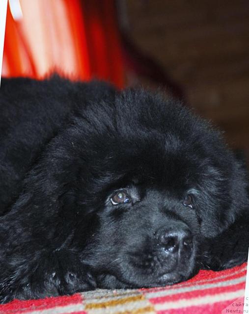 Фото: ньюфаундленд Thickish Newfoundland Zoomonme, [puppy]