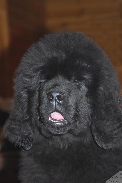 Фото: ньюфаундленд Thickish Newfoundland Zoomonme, [puppy]