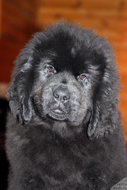 Фото: ньюфаундленд Thickish Newfoundland Zoomonme, [puppy]