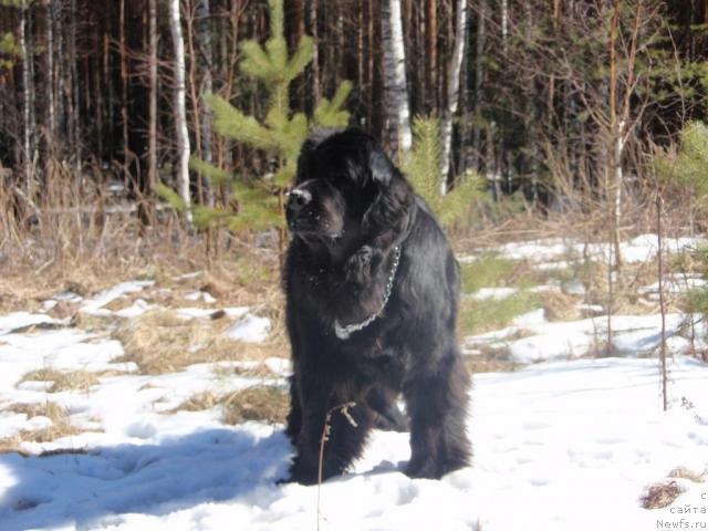 Фото: ньюфаундленд Фелиция