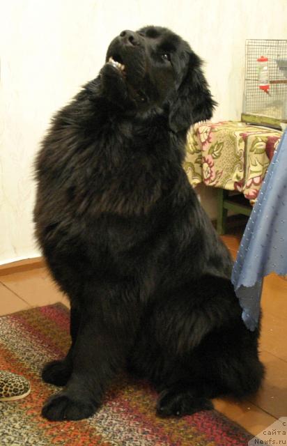 Фото: ньюфаундленд Лав Стори