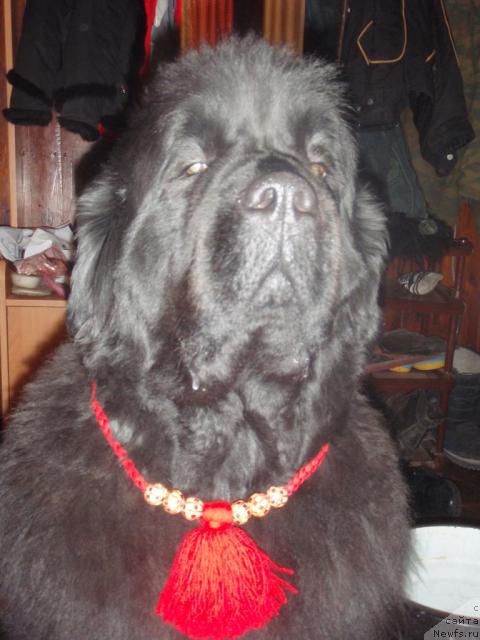 Фото: ньюфаундленд Адмирейшен Фор Ол из Медвежьего Яра (Admiration For All iz Medvejyego Yara)