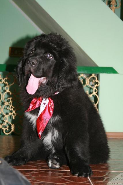 Фото: ньюфаундленд Лав Стори из Тихого Омута (Love Story iz Tihogo Omuta)