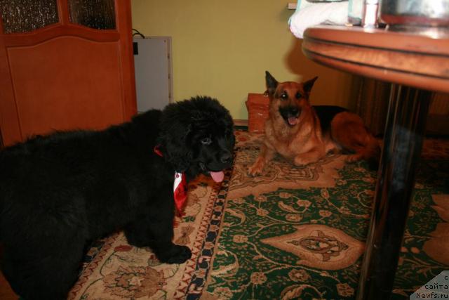 Фото: ньюфаундленд Лав Стори из Тихого Омута (Love Story iz Tihogo Omuta)