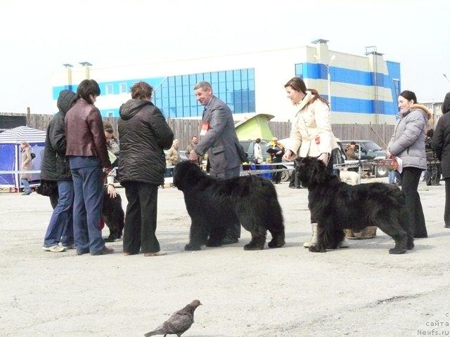 Фото: ньюфаундленд Интерио Соури из Медвежьего Яра (Interio Souri iz Medvejyego Yara), ньюфаундленд Его Высочество от Сибирского Медведя (Ego Vysochestvo ot Sibirskogo Medvedja)