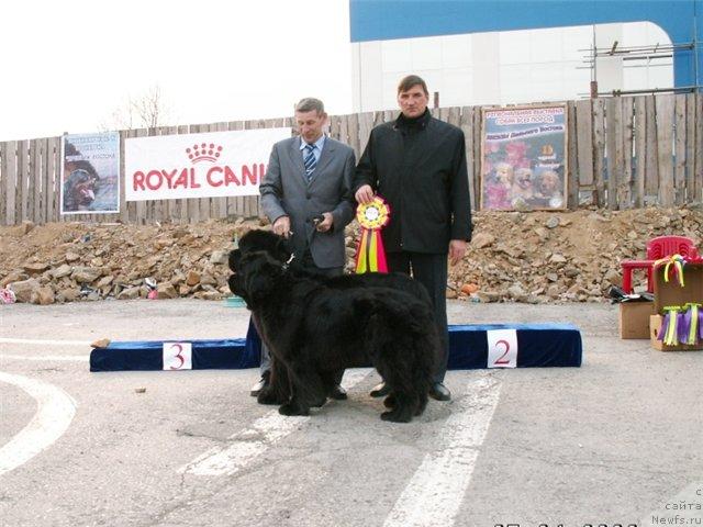 Фото: ньюфаундленд Чанси из Медвежьего Яра (Chansi  iz  Medvejyego Yara)