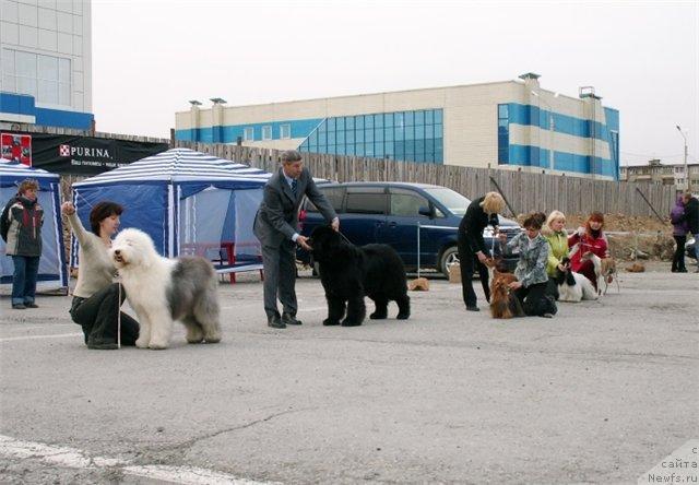 Фото: ньюфаундленд Его Высочество от Сибирского Медведя (Ego Vysochestvo ot Sibirskogo Medvedja), Юрий Рахтиенко